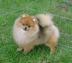 Royal tee jada Of lenette