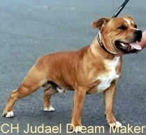 Judael Dream maker