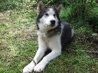 Étalon Alaskan Malamute - Darok of aniyok shuffle