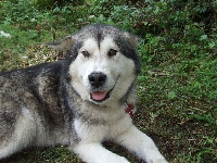 Étalon Alaskan Malamute - Something of shaman's Alaskan dreamer