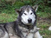 Étalon Alaskan Malamute - Unak Of antarctic highland's