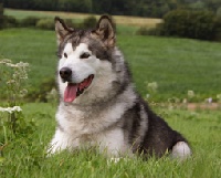 Étalon Alaskan Malamute - Dare yakima of keema's wolf pack