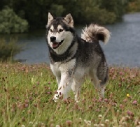 Étalon Alaskan Malamute - Grey shaman on Kamiakan Trail