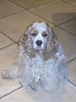 Étalon American Cocker Spaniel - Athiss au regard d'Ange