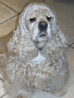 Étalon American Cocker Spaniel - Beagles au regard d'Ange