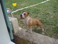 Étalon American Staffordshire Terrier - staff fighter Coco chanel