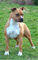 Étalon American Staffordshire Terrier - CH. Barbucha Tipit z hanky