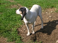 Étalon Ariegeois - Alza Du Coteau De La Versenne