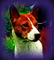 Étalon Basenji - kincha's Importance