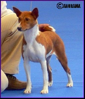Étalon Basenji - CH. Adara de beniparrell d'onda