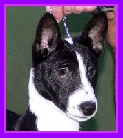 Étalon Basenji - CH. skardu's HOMER SIMPSON