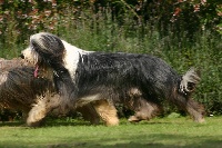 Étalon Bearded Collie - Cachou de Chester