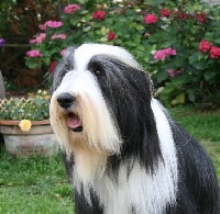 Étalon Bearded Collie - Something Else Ultime Séduction