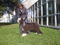 Étalon Bearded Collie - Egoïste de Chester