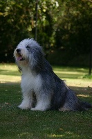 Étalon Bearded Collie - Cerise Du domaine de noire epine