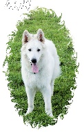 Étalon Berger Blanc Suisse - Dino d'Antras du Biros