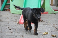 Étalon Berger de Beauce - Eastwood Clint De sainte petronille