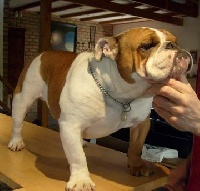 Étalon Bulldog Anglais - Ember the buxom bulls