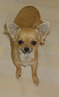 Étalon Chihuahua - élodia de pors an dour