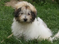 Étalon Coton de Tulear - Enzo Du val de la petite creuse