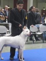 Étalon Dogo Argentino - U'tequila De los felinos blancos