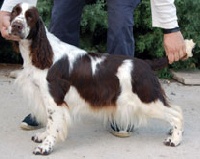 Étalon English Springer Spaniel - Last April Ariadna