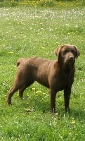 Étalon Labrador Retriever - Campbell of Puppydogs Tails