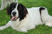 Étalon Landseer type continental europeen - de l'escadre des corsaires Banbou panda bear