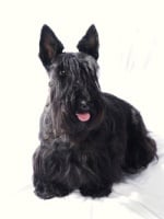 Étalon Scottish Terrier - CH. Bertille d'ingreville