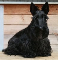 Étalon Scottish Terrier - A kiss in the park de Champernoune