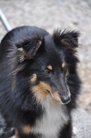 Étalon Shetland Sheepdog - Engel Enakshi Dark Du caire de la prairie