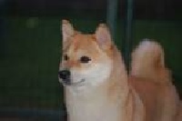 Étalon Shiba - CH. Aka Sakuya-Hime van wankytan