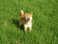 Étalon Shiba - Dares (Sans Affixe)