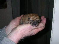 Étalon Shiba - Ichiban van Arkenti