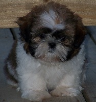 Étalon Shih Tzu - Manon (Sans Affixe)