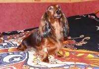 Étalon Teckel poil long - Baraka De la cour d amon