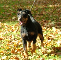 Étalon Terrier de chasse allemand - Alma Du domaine des stars
