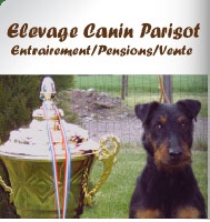 Étalon Terrier de chasse allemand - CH. Sizou (Sans Affixe)