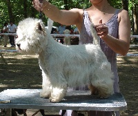 Étalon West Highland White Terrier - White white west Utopia maxima