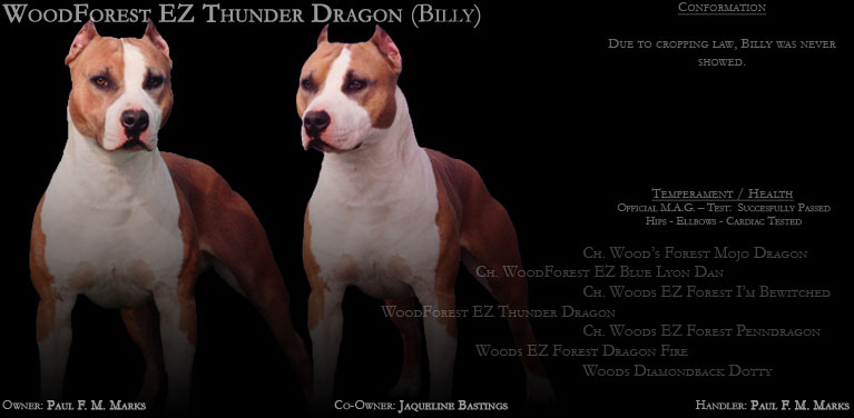 CH. Woods forest ez Thunder dragon