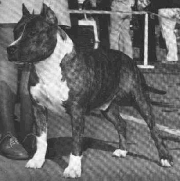 CH. Patton's Red rocket