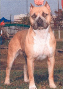 CH. Gaff's Silver simba