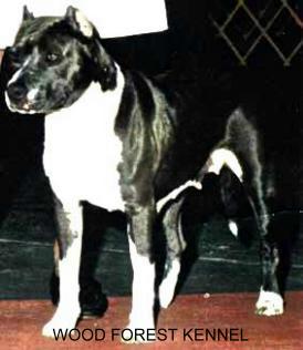 CH. Woods ez Keywest coral