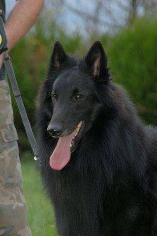 Publication : des loups de la forêt sacrée