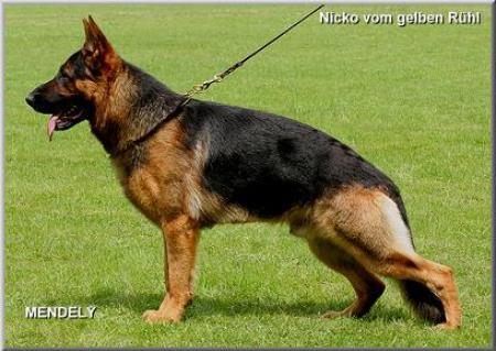 Nicko Vom gelben rühl