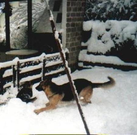 Roxi Vom gelben rühl