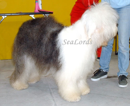 Sealords Don't Worry be Happy