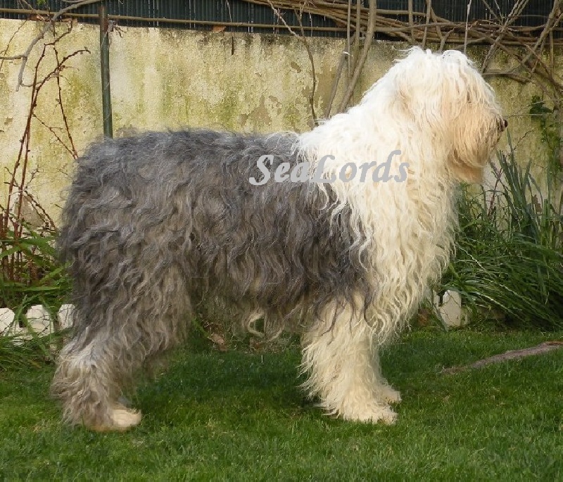 Publication : Sealords 