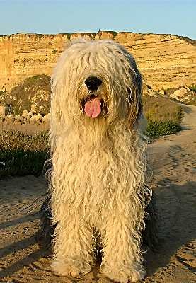 Sealords Ebony and ivory