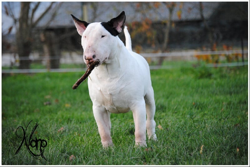 Publication : of the realm of molosses